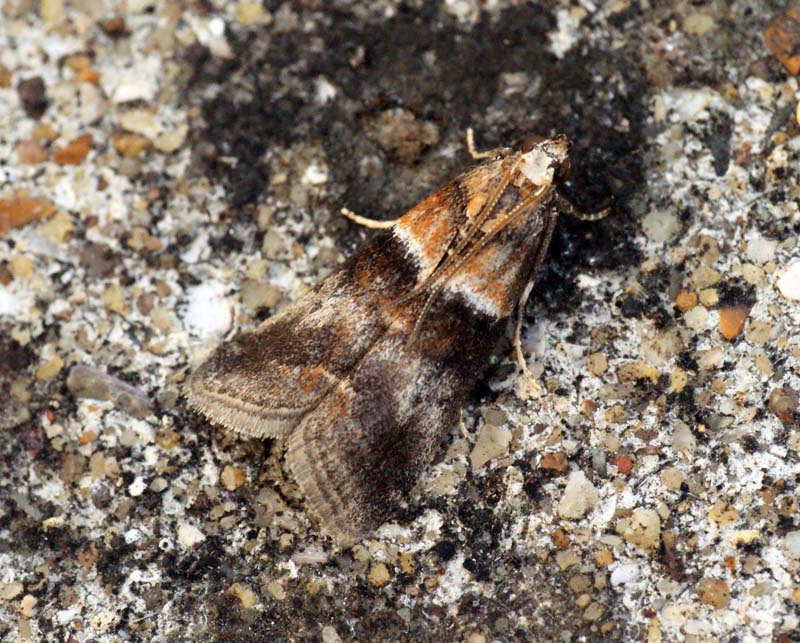 Acrobasis repandana UKmoths