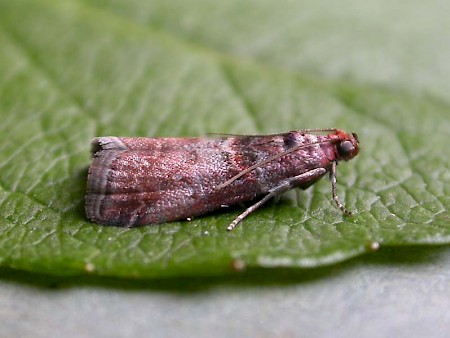 Acrobasis advenella