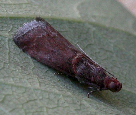 Acrobasis advenella