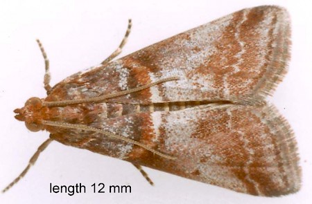 Acrobasis advenella