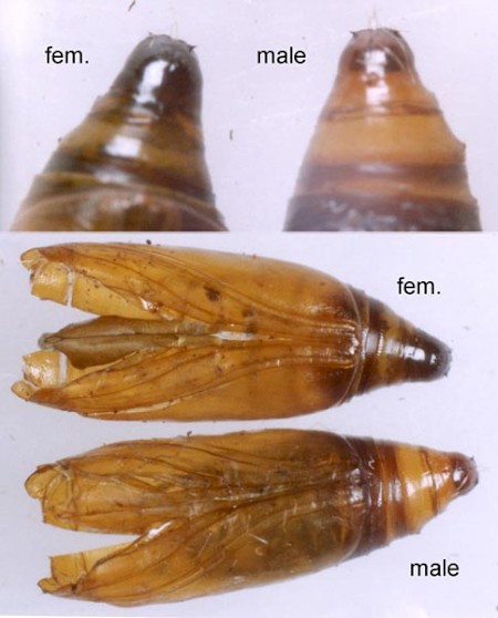 Acrobasis advenella