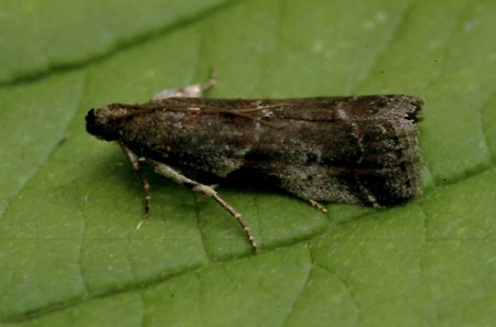 Acrobasis suavella