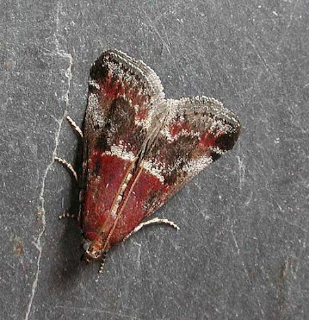 Acrobasis marmorea