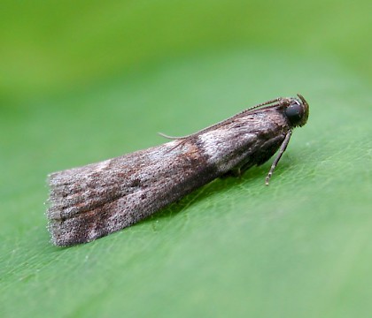 Adult • Fernham, Oxon • © Steve Nash