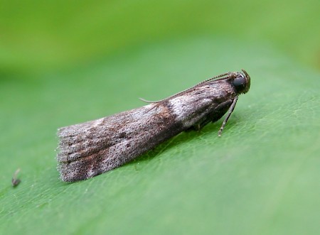 Acrobasis consociella