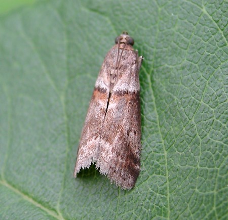 Acrobasis consociella