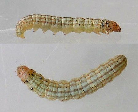 Acrobasis consociella