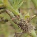 Larva • On prickly saltwort (Salsola kali), Dawlish Warren, Devon. 7 Sept 2003 • © John Walters