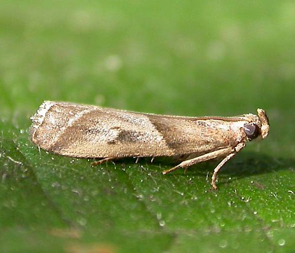 Adult • Dunwich, Suffolk • © Paul Kitchener
