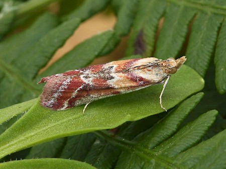 Ancylosis cinnamomella