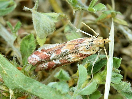 Ancylosis cinnamomella