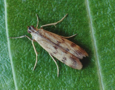 Homoeosoma sinuella