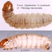 Larva • 9 mm. September. Ex rootstock Plantago lanceolata. Imago reared. • © Ian Smith