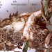Habitation • Larva in hibernaculum in Plantago lanceolata rootstock. September. Cheshire coast. Imago reared. • © Ian Smith