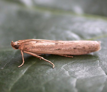 Adult • Broadholme, Lincs • © Martin Gray