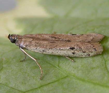 Adult • Chorlton, Greater Manchester, reared from larva • © Ben Smart