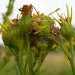 Larval spinning • On ragwort, Chorlton, Gtr. Manchester • © Ben Smart