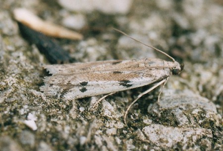 Phycitodes binaevella