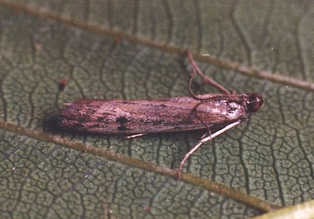 Phycitodes binaevella