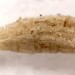 Hibernaculum • Late May, silk larval hibernaculum. Fresh cocoon spun
in June for pupation. • © Ian Smith