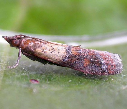 Adult • Hampshire • © Rob Edmunds