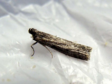 Mediterranean Flour Moth Ephestia kuehniella