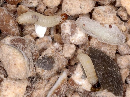 Mediterranean Flour Moth Ephestia kuehniella