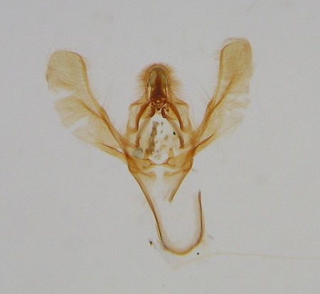 Cacao Moth Ephestia elutella