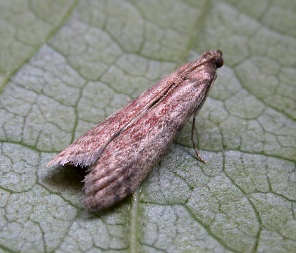 Adult • Eye, Suffolk • © Nigel Whinney
