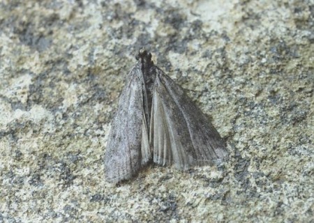 Ephestia woodiella