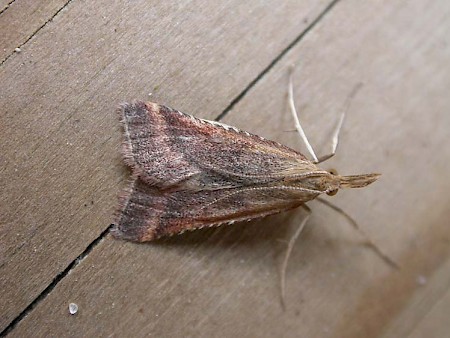 Synaphe punctalis