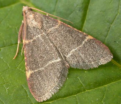 Adult • North Norfolk • © Perry Hampson