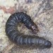 Larva • Hembury Woods, Devon • © Bob Heckford