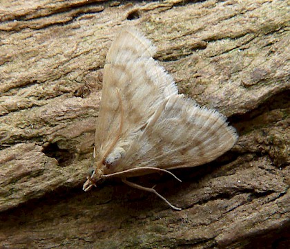 Crambidae