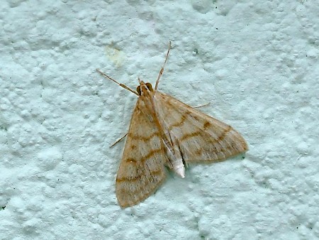 Paracorsia repandalis