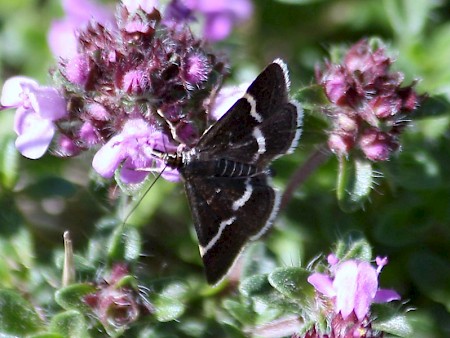 Pyrausta cingulata