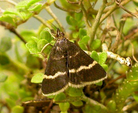 Pyrausta cingulata