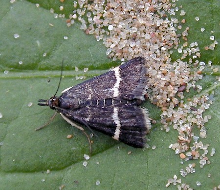 Pyrausta cingulata