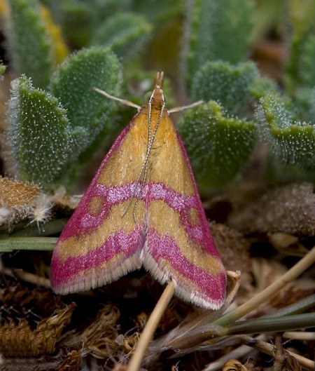 Pyrausta sanguinalis