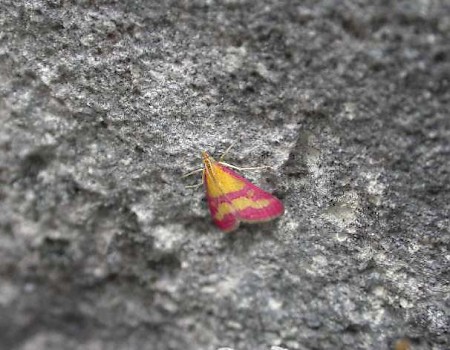 Pyrausta sanguinalis