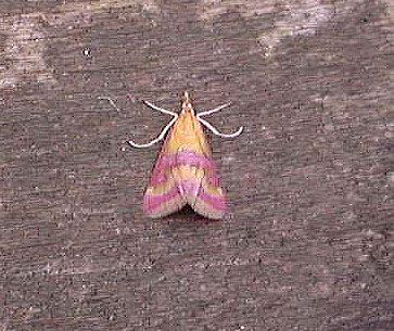 Pyrausta sanguinalis