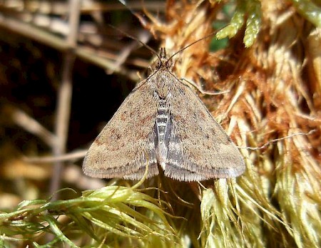 Pyrausta despicata