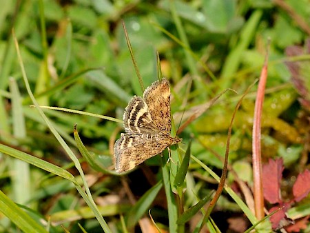 Pyrausta despicata