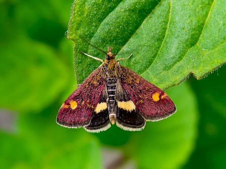 Pyrausta aurata