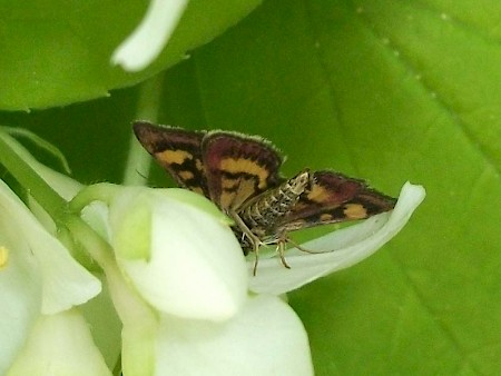 Pyrausta aurata