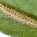 Larval habitation • Ecdysing larva in habitation on Origanum vulgare. July. Flintshire. Imago reared. • © Ian Smith