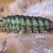 Larva • Larva after winter diapause, Chorlton, Gtr. Manchester • © Ben Smart