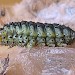 Larva • Larva after winter diapause, Chorlton, Gtr. Manchester • © Ben Smart