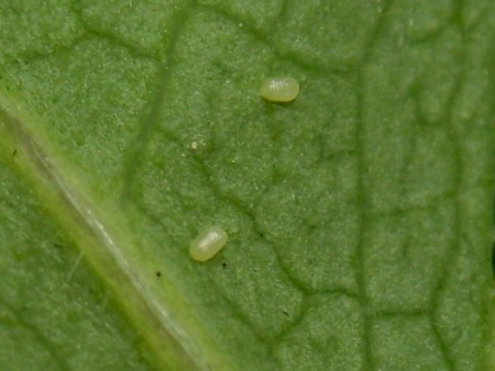 Pyrausta aurata