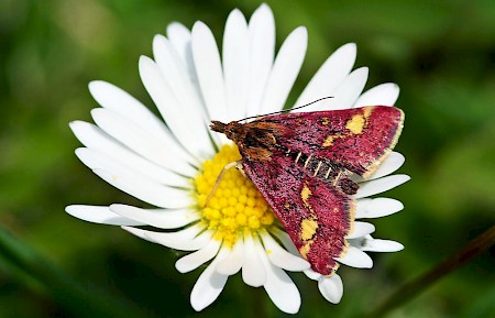 Pyrausta purpuralis